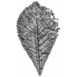 Leaf 01