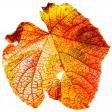 Leaf 15