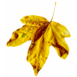 Leaf 16