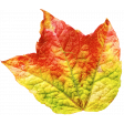 Leaf 18
