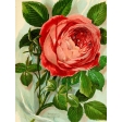 Seriously Floral Pocket Card 04 3x4