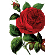Seriously Floral Image 20