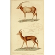 Ephemera African Animal 20