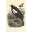 Ephemera African Birds 6