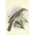 Ephemera African Birds 22