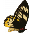 Seriously Butterfly 18 Illustration
