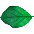 Good Life Mar 21_Leaf