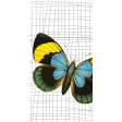 Good Life Jul 18_JC Butterfly-Black Yellow Green Blue