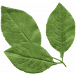Good Life Oct 21_Leaves-Green