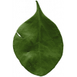 The Good Life: January 2022 Elements - leaf 04