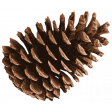 The Good Life: December 2022 pine cone