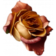 GL23 March-April Metal Rose 5