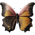 Let's Go Elements: Glitter Butterfly