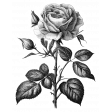 Rose Sticker 5