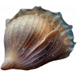 Water World: Seashell