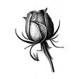 Rose Sticker 16