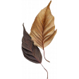 Formal Dried Leaves 1