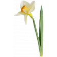 Supernova Daffodil 1