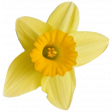 Supernova Daffodil 2