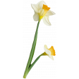 Supernova Daffodil 4