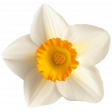 Supernova Daffodil 6