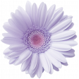 Supernova Flower 2