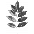 Leaf Template 11