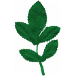 Here & Now Leaf 023