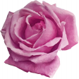 Be Bold Rose 1