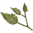 Avalon Green Paper Foliage Leaves