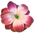 All The Princesses – Elements - Flowers 2