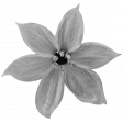 Flowers #01 - Templates - Flower #2