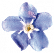 Mixed Media 5 - Elements - Forget-me-not 02