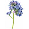 Mixed Media 5 - Elements - Forget-me-not 04