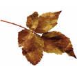 Mixed Media 6 - Elements - Leaves