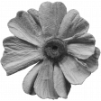 Flowers No.11 - Flower Template 2