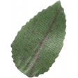 Digital Day Elements - Leaf