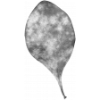 Leaves No.11 – Leaf 04 Template