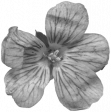 Flowers No.29-06 template