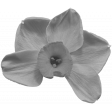 Flowers No.34-05 Template