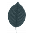 ShellHues1_leaf