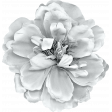 ErodedHues_flower 3