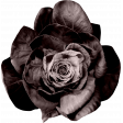 ps_paulinethompson_masculine_flower 3