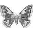 Butterfly Template 045