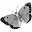 Butterfly Template 047