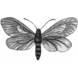 Butterfly Template 051