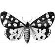 Butterfly Template 054