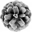Pinecone Template 005
