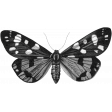 Butterfly Template 057