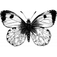 Butterfly Template 060